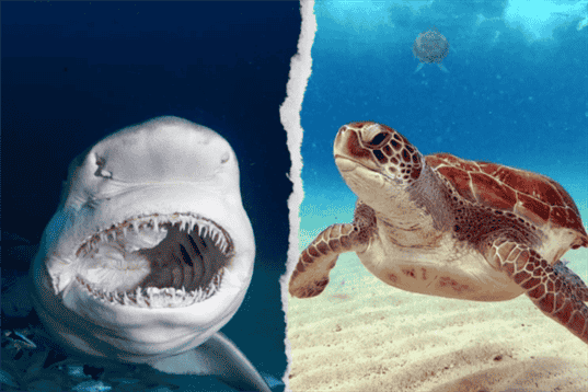 Do Sharks Eat Turtles? Types of Sharks that Eat Turtles