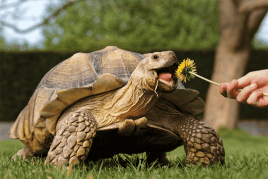 What Vegetables Can Sulcata Tortoises Eat? Nutritious and Safe Vegetables for Sulcata Tortoises