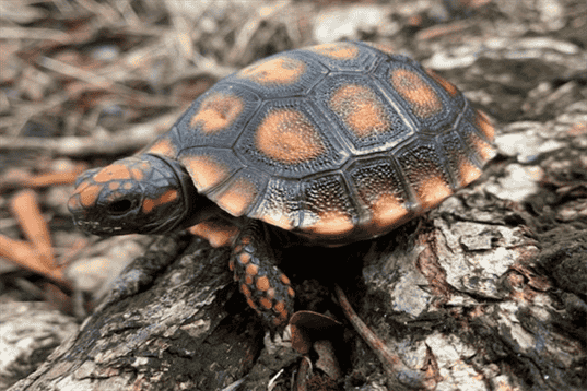 Full Grown Cherry Head Tortoise – Habitat, Diet, and Common Health Issues