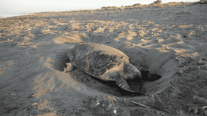 Factors Affecting Egg Laying in Turtles