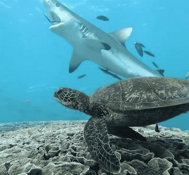 Relationship Between Sharks and Turtles