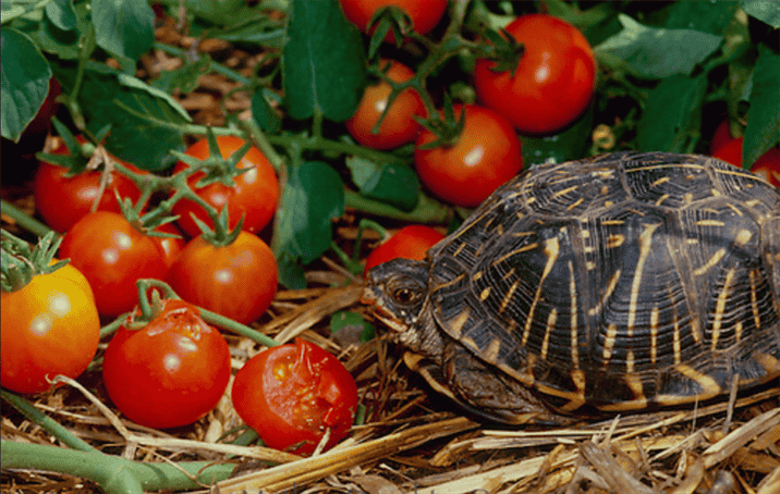 Tips for Feeding Tomatoes to Your Box Turtle