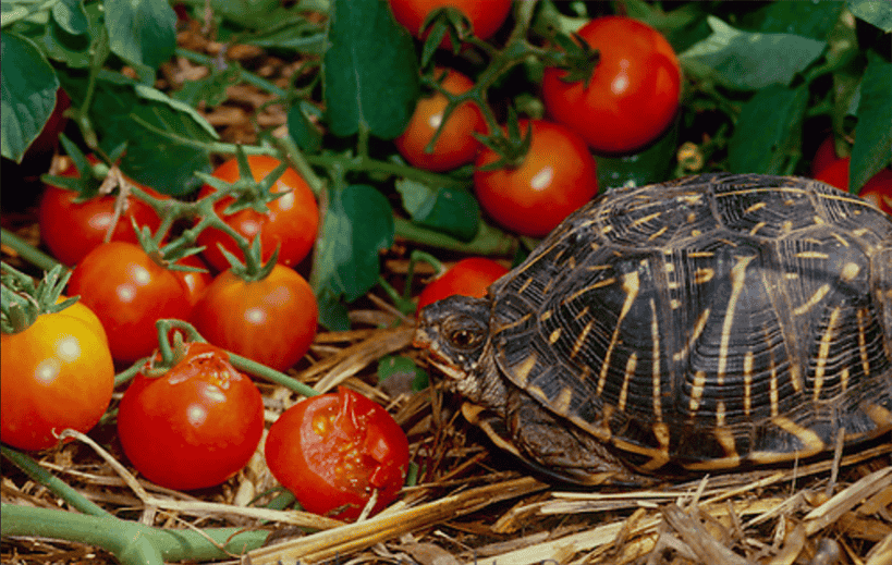 Spectacular Can Box Turtles Eat Tomatoes Landscape in 4K Spectacular Can Box Turtles Eat Tomatoes Landscape in 4K