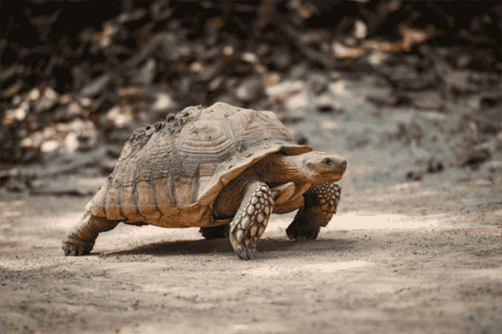 Training and Conditioning for Tortoise Speed