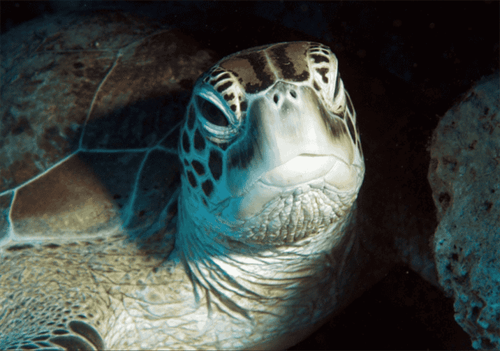 How Does a Turtle's Sense of Smell Work?
