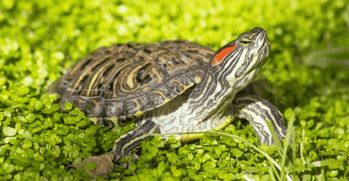 Signs that a Turtle may be Overweight