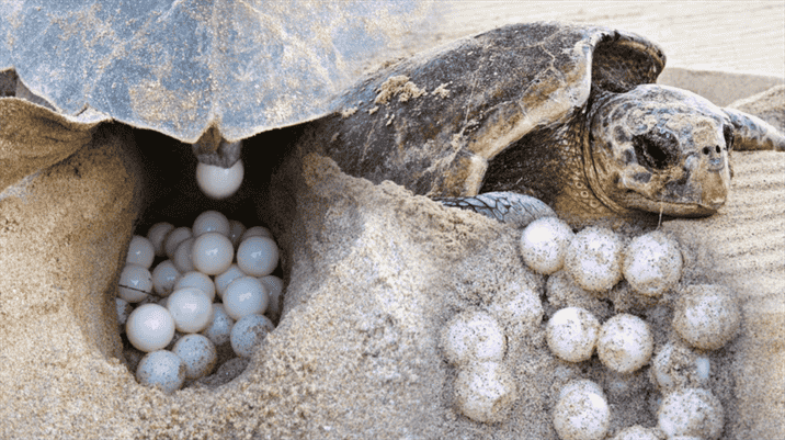 Strategies for Protecting Turtle Eggs
