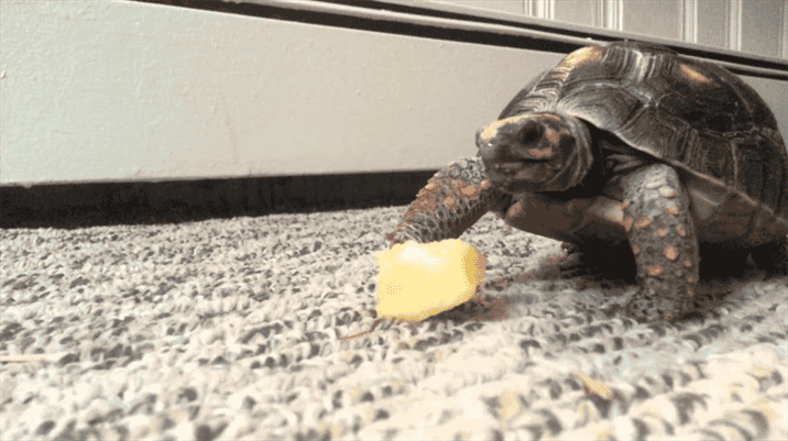 Risks of Feeding Turtles Pineapple