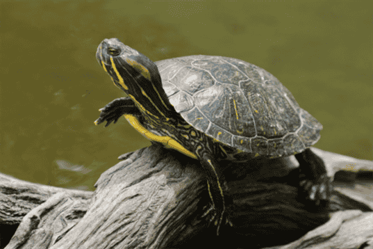 Can Turtles Get High? Exploring the Effects of Marijuana on Reptiles