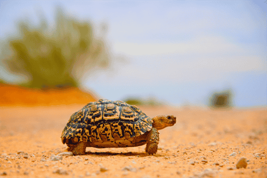 How Fast Can a Tortoise Run? Factors Tortoise Speed