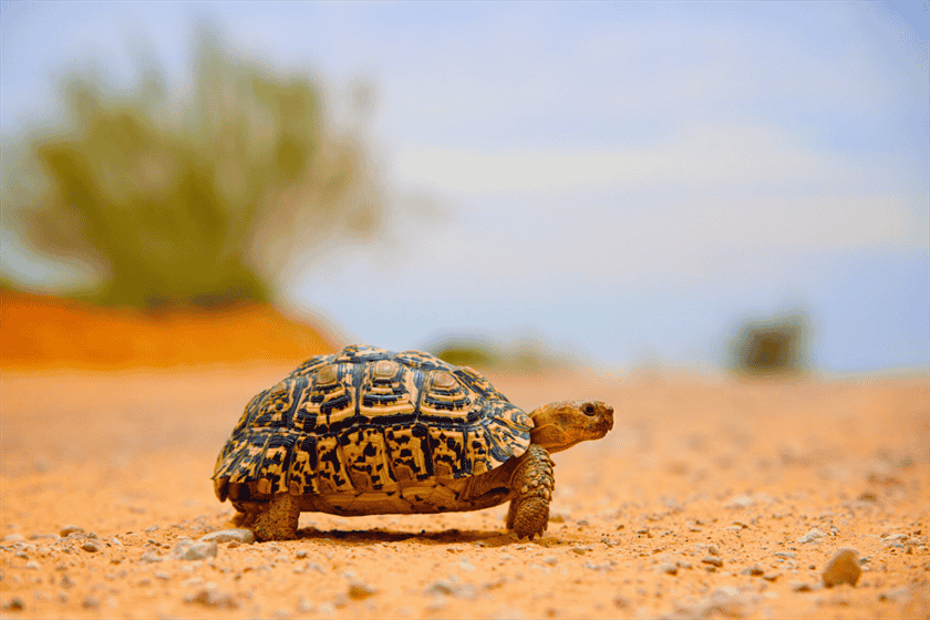 How Fast Can a Tortoise Run?