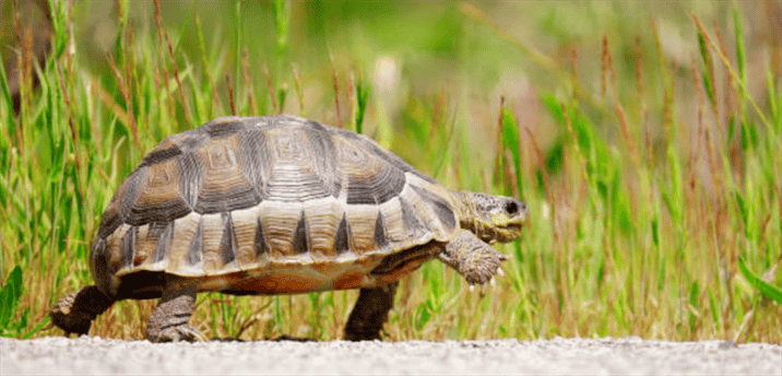 The Importance of Respecting a Tortoise's Natural Pace