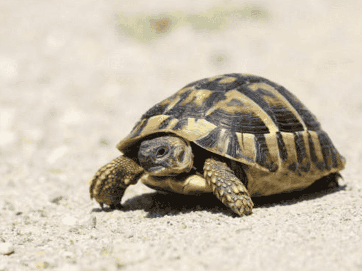 Interesting Facts about Ibera Greek Tortoises: A Unique and Fascinating Species