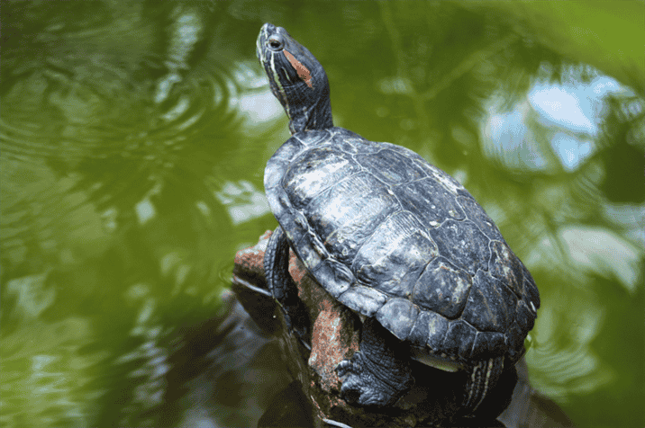 What to Do if Your Turtle Accidentally Ingests Marijuana?
