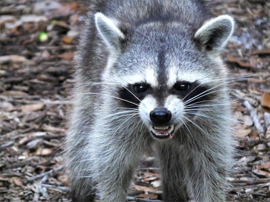 Do Raccoons Typically Attack Humans Unprovoked, or is there Usually a Trigger?