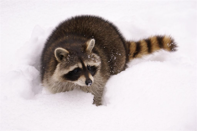 Do Raccoons Hibernate During the Winter Months to Avoid the Cold?