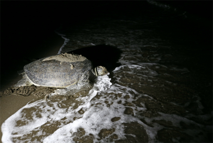 What Adaptations Do Turtles Have for Seeing in Low Light Conditions?