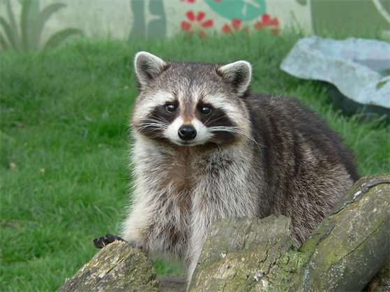 What Health Risks do Raccoons in Attics Pose to Humans and Pets?