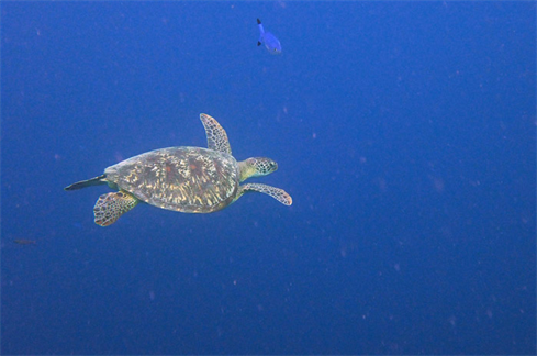 What is the Fastest Sea Turtle Species, and How Fast Can It Swim?
