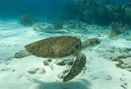 What Adaptations Do Sea Turtles Have to Help Them Swim Efficiently?