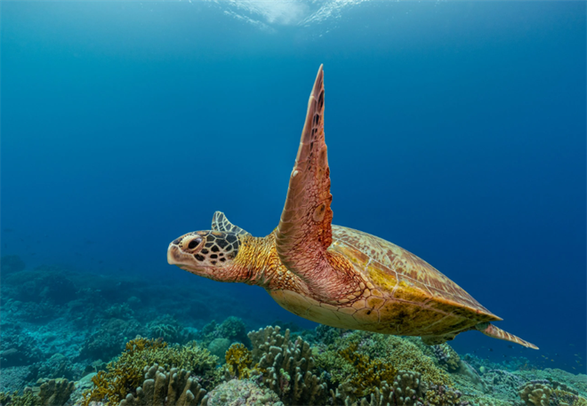 What is the Average Speed of a Green Sea Turtle While Swimming?