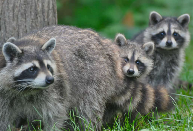 How Long Do Baby Raccoons Stay With Their Mothers?