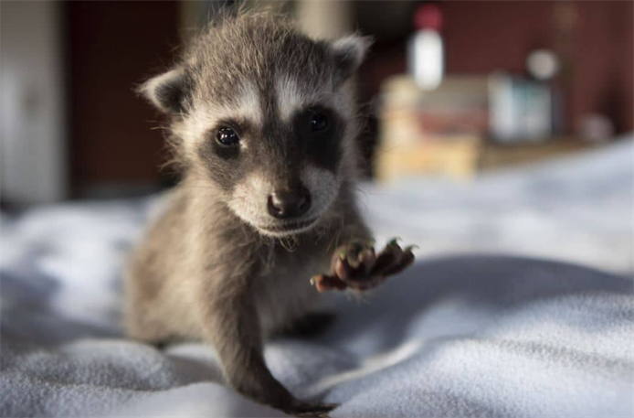 When Do Baby Raccoons First Open Their Eyes?
