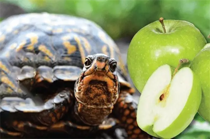 Are There Any Potential Choking Hazards for Turtles When Eating Apples?