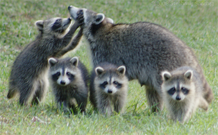 What is the Gestation Period for Raccoons?