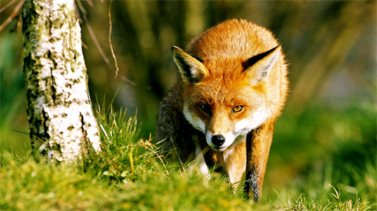 Do People Eat Fox The Pros and Cons of Eating Fox Meat