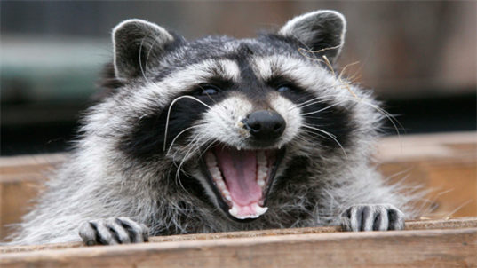 Do Raccoons Attack Humans at Night