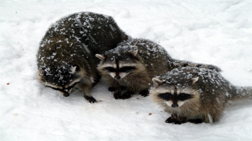 Can Raccoons Live in the Cold