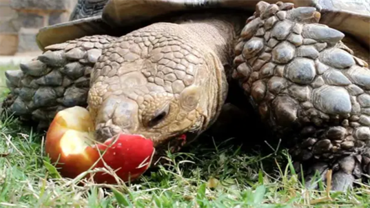 Can Turtles Eat Apples? Are Apple Safe For Turtle