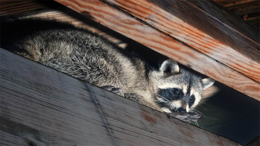 Can Raccoons Live in Attics