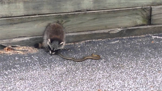 Do Raccoons Eat Snakes: Predator-Prey Relationship