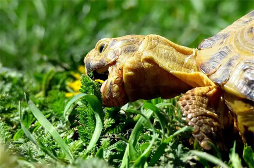 Should Lettuce Be The Only Food Given to Turtles?