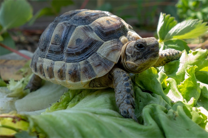 Is Broccoli Safe for Turtles to Eat?
