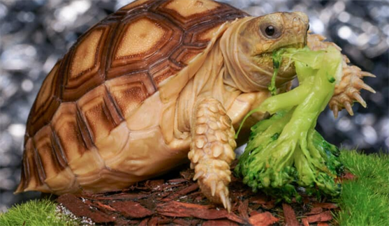 What are the Nutritional Benefits of Feeding Turtles Broccoli?