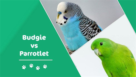 What is the Size Difference Between Parrotlets and Budgies?