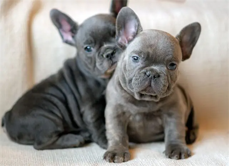 What is The Difference Between Lilac and Blue French Bulldogs?