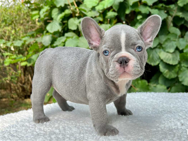 How Much Do Lilac and Blue French Bulldogs Typically Cost?