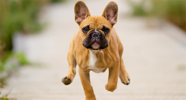 What is The Average Lifespan of a Chocolate French Bulldog?