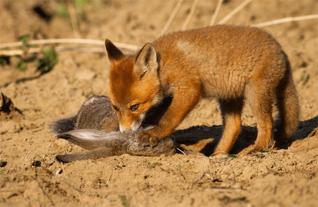 What Are The Diets of Foxes and Hawks?