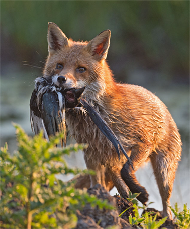What are the Consequences of Foxes Eating Hawks?
