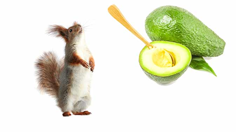 How Can I Prevent Squirrels from Eating Avocados?