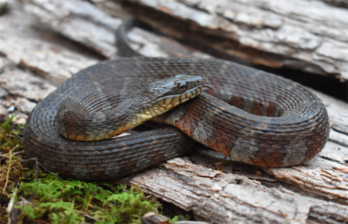 Northern Watersnake (Nerodia sipedon)