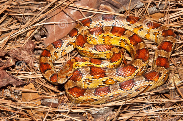 What is the Natural Habitat of Butter Corn Snakes?