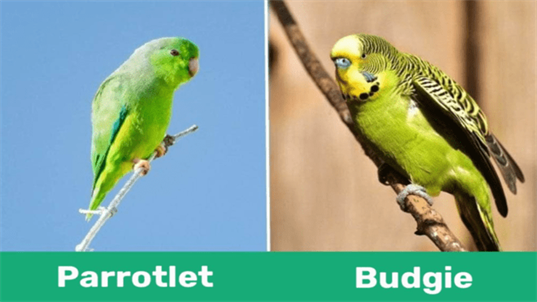 Parrotlet vs Budgie Comparing Two Popular Pet Birds