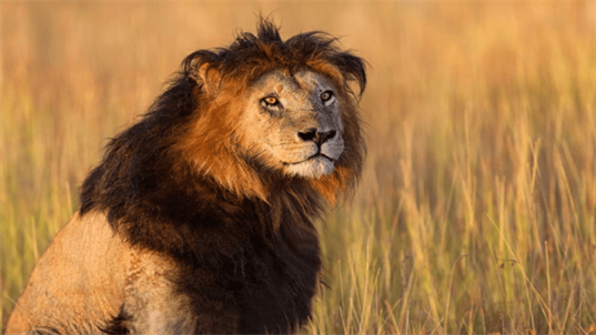 Roaring Beauty of Mane Lion