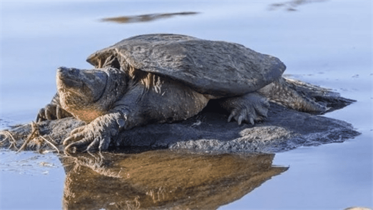 How Long Can Snapping Turtles Hold their breath Under Water